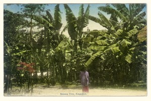 Banana Tree Postcard